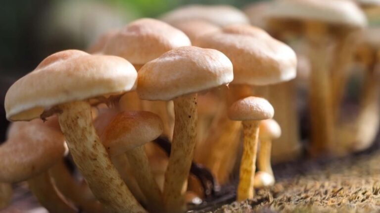 Growing Mushrooms on Sawdust Blocks